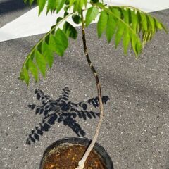 カレーリーフの苗
