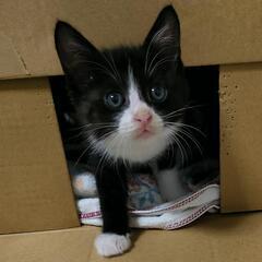 黒白くつしたの女の子 1ヶ月半 - 猫