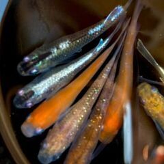 メダカ　MIX　　20匹の画像