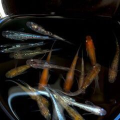 メダカ　MIX　　20匹の画像