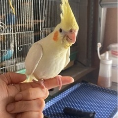 助けてください、オカメインコ探してます。