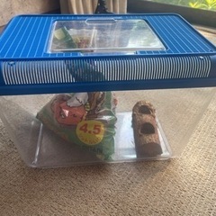 飼育ケース