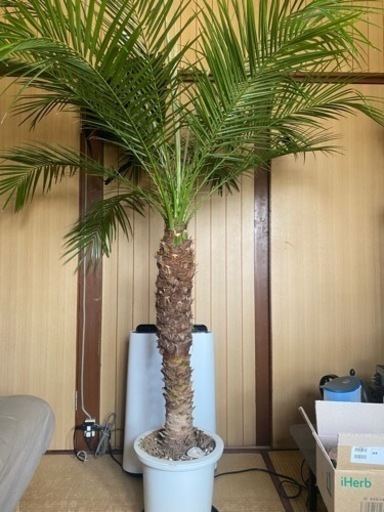 フェニックスロベレニー 椰子 Phoenix Robelenii 1.8m