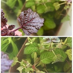 【水草】有茎草たち　パート2の画像