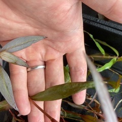 【水草】有茎草たち　パート2の画像