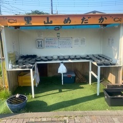 里山公園前　メダカ•ミジンコ　里山めだか　5/19