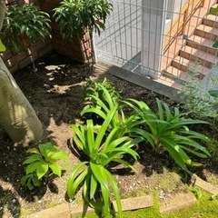 お庭のお手入れいたします。 - 剪定/造園