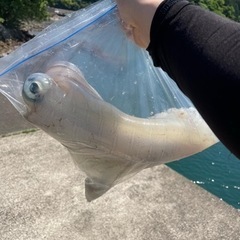 氷見　七尾　能登島の釣り好きさんと仲良くなりたい − 石川県
