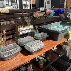 5月19日　メダカ　多肉植物　販売