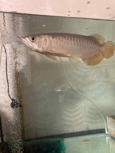 古代魚　90センチ水槽　外部濾過　水槽台　生体　セット