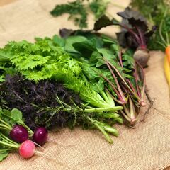 野菜収穫：朝仕事スタッフ（涼しいときに畑仕事）の画像