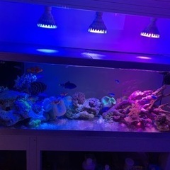最終値下げ❗️海水魚水槽　オーバーフロー水槽　プロテインスキマー　殺菌灯付　120×45×45の画像