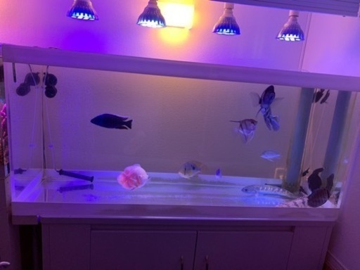 最終値下げ❗️大型　オーバーフロー水槽　130×45×60