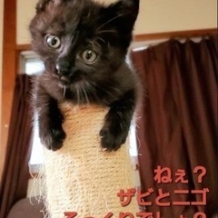 可愛い子猫【譲渡会参加】