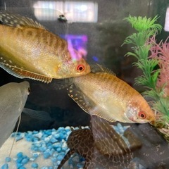 熱帯魚