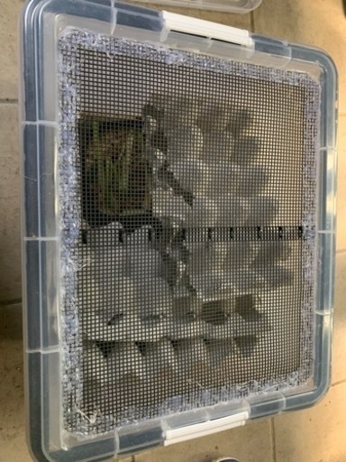 デュビア、自作飼育ケース、フード、卵トレー付き