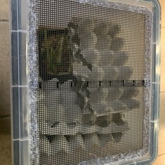 デュビア、自作飼育ケース、フード、卵トレー付き
