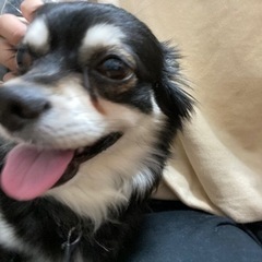 お問合せ多数の為、一旦募集中断します🙇‍♀️⭐️チワワの里親さん...