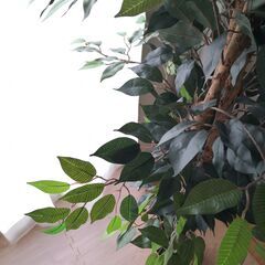 (交渉中のため募集停止)観葉植物/フェイクグリーン/フェイクツリー【フィカス 】 6号鉢対応 幅60cm高さ160cmくらい〔リビング ガーデニング〕の画像