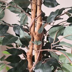(交渉中のため募集停止)観葉植物/フェイクグリーン/フェイクツリー【フィカス 】 6号鉢対応 幅60cm高さ160cmくらい〔リビング ガーデニング〕の画像