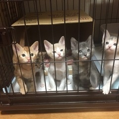 1ヶ月半弱パステル三毛ちゃん