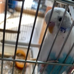 インコ譲渡