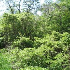 移住ご計画の方に！！！清里の八ヶ岳の雪解け水の清流が敷地との境を流れている静かな素敵な場所です。994㎡　３００坪　お近くで山菜が取れるみたいです。 - 土地販売/土地売買