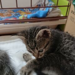 子猫3匹里親募集！5/19保護しました