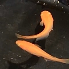 紅帝メダカ値下げ10匹800円終了しましたの画像