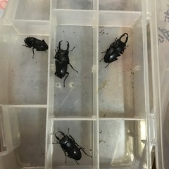 コクワガタ　オスメス1匹100円おまけカブトムシ幼虫