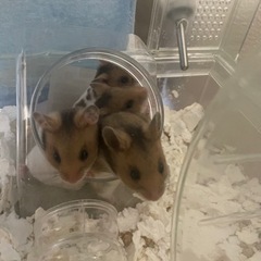 ゴールデンハムスター里親募集