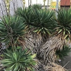 大きくなり過ぎて不要なユッカ（キミガヨラン）やヤシ、アガベ等を引き取りますの画像