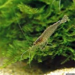 ヤマトヌマエビ10匹の画像