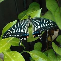 アゲハ蝶　育てて見ませんか？　幼虫から