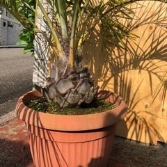 ココスヤシ　大株　高さ約120cmの画像