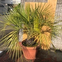 ココスヤシ　大株　高さ約120cmの画像