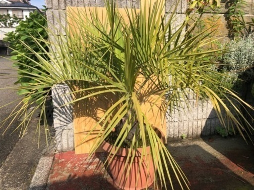 ココスヤシ　大株　高さ約120cm