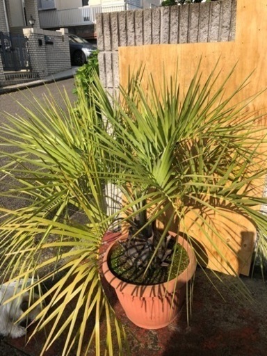 ココスヤシ　大株　高さ約120cm