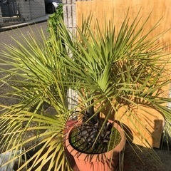 ココスヤシ　大株　高さ約120cm