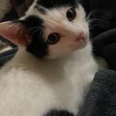 野良猫の保護