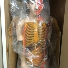 人体模型