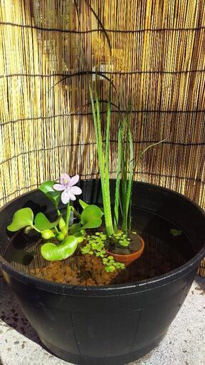 めだか飼育スターターセット♪♪