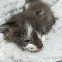 里親募集中😺