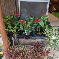 古民家で観葉植物を販売してます。（駄菓子屋）もやってます。の画像