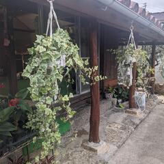 古民家で観葉植物を販売してます。（駄菓子屋）もやってます。の画像