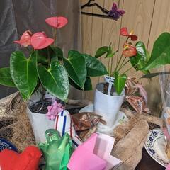 古民家で観葉植物を販売してます。（駄菓子屋）もやってます。