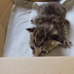 野良猫が納屋に仔猫5匹産み子育てしてたのに、突然育児放棄しまだ乳...