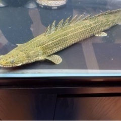 値下げ　ポリプテルス　ビキールコリバ　約40センチの画像