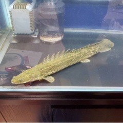 値下げ　ポリプテルス　ビキールコリバ　約40センチの画像