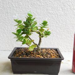 小品盆栽カリッサ